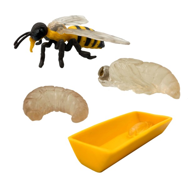 Lebenszyklus Biene