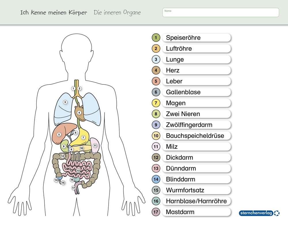 Biologie Der Menschliche Körper - Arbeitsblätter Pdf shop.sternchenverlag.de