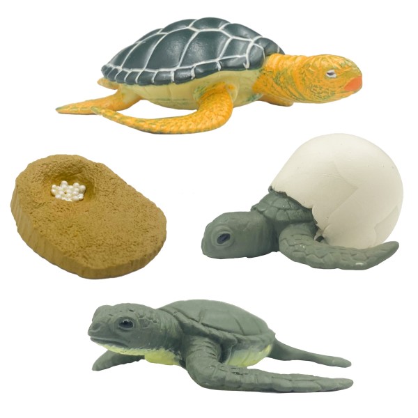 Lebenszyklus Meeresschildkröte