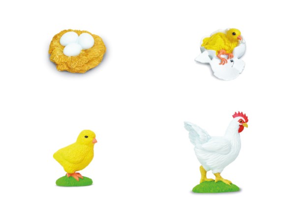 Lebenszyklus Huhn